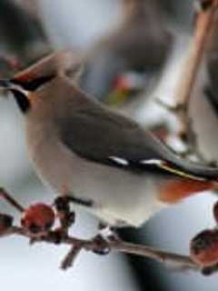 New Canaan Library Offers Backyard Birding Program With Audubon Society