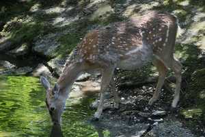 Controlling Deer Population In Mamaroneck Is Targeted