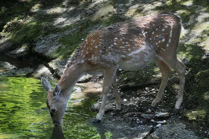 Controlling Deer Population In Mamaroneck Is Targeted