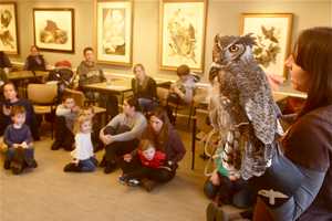 Greenwich Audubon Center Welcomes Birds Of Prey To Family-Friendly Event