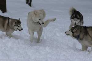 Siberian Huskies In Weston Glow In Snow