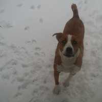 <p>Lisa Kaslyn&#x27;s dog Mini enjoying the snow in Carmel. </p>