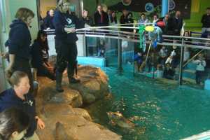 Maritime Aquarium Seal Picks Seahawks To Win Super Bowl
