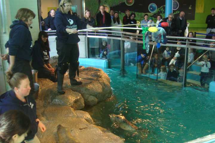 Maritime Aquarium Seal Picks Seahawks To Win Super Bowl