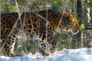 Big Cats Become Big Attraction At Bridgeport's Beardsley Zoo 