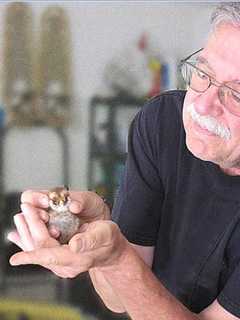 Man Tells Tale Of Learning To Raise His Own Chickens In Wilton 