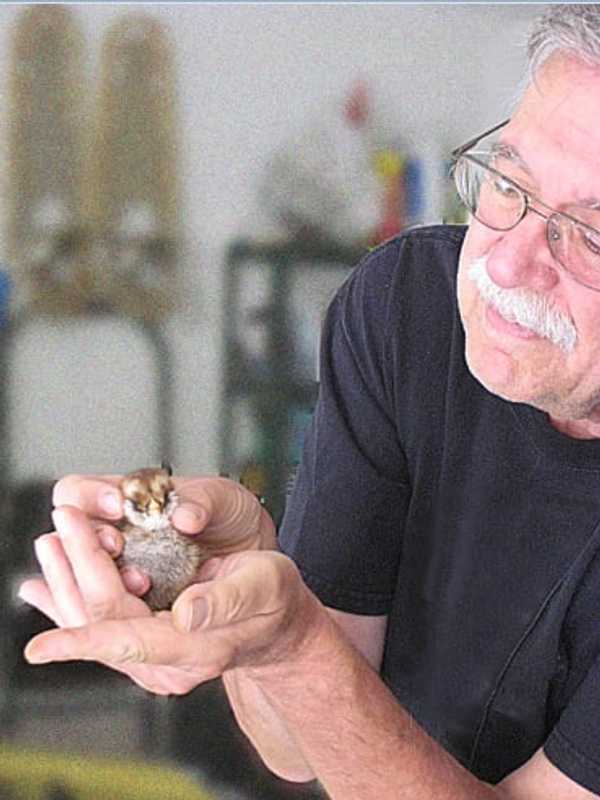 Man Tells Tale Of Learning To Raise His Own Chickens In Wilton 