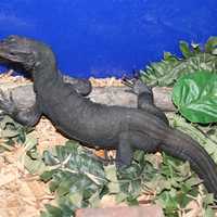 <p>The baby black dragon is a water monitor lizard with a melanistic gene that makes it all black. </p>