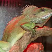 <p>A sailfin dragon</p>