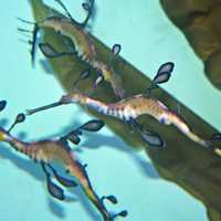 <p>Weedy sea dragons </p>