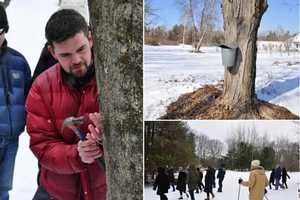 Greenwich Land Trust Sponsors Maple Tapping, Winter Walk