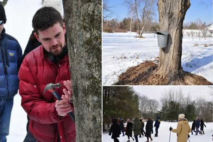 Greenwich Land Trust Sponsors Maple Tapping, Winter Walk
