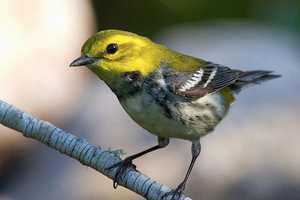 Learn How To Attract Songbirds At The Rowayton Community Center