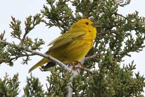 Rowayton Community Center Hosts Free Lecture On Songbirds
