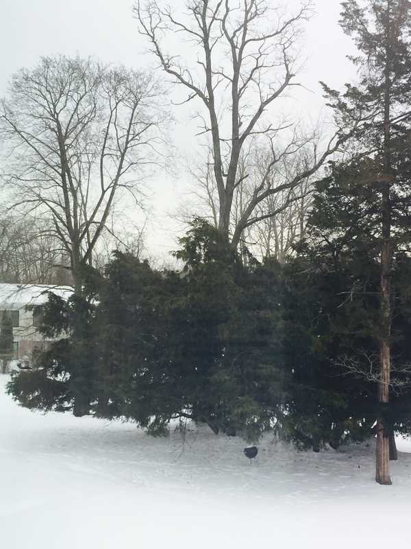 Saturday Storm Could Bring Up To 4 Inches Of Snow To Armonk
