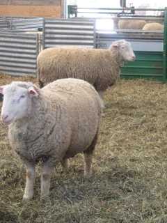 Tarrytown's Stone Barns Celebrates Chinese New Year With Sheep Of Its Own
