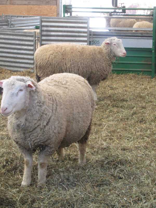 Tarrytown's Stone Barns Celebrates Chinese New Year With Sheep Of Its Own