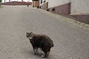 Westchester's SPCA Offers Free Surgeries For Feral Cats And Dogs
