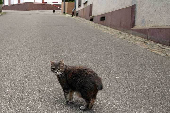 Westchester's SPCA Offers Free Surgeries For Feral Cats And Dogs