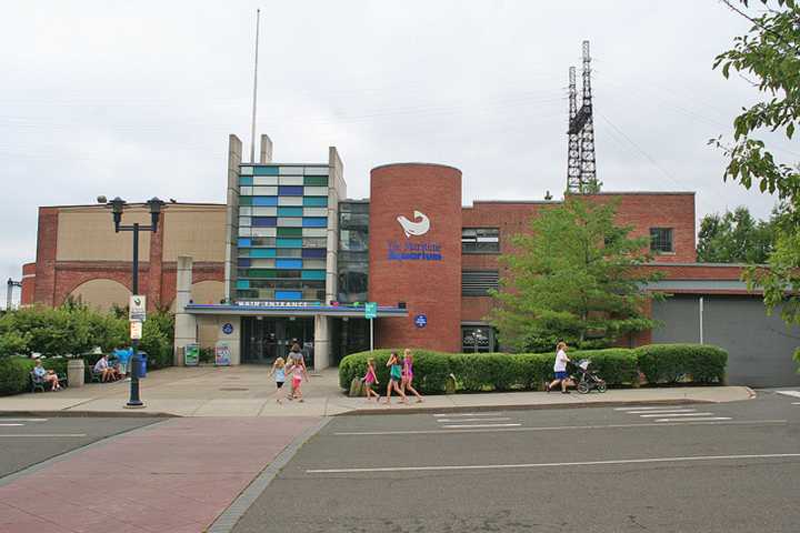 Norwalk&#x27;s Maritime Aquarium will be holding a drawing-instruction class for interested participants, beginning March 12.