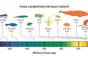 Expert At Greenwich's Bruce Museum Helps Launch Fossil Database