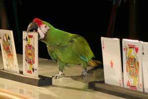 Palace Danbury Presents Talented Birds Of SQUAWK