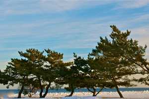 Coldest Month On Record In Westport Freezes Sherwood Island's Landscape 