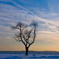 <p>A bare tree is stark against the background of the setting sun at Sherwood Island. </p>