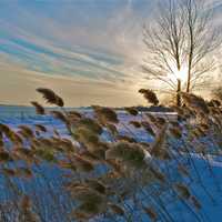 <p>A few reeds blow in the wind at the state park in Westport. </p>