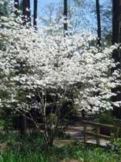 Putnam County Holds Annual Tree & Shrub Seedling Sale 