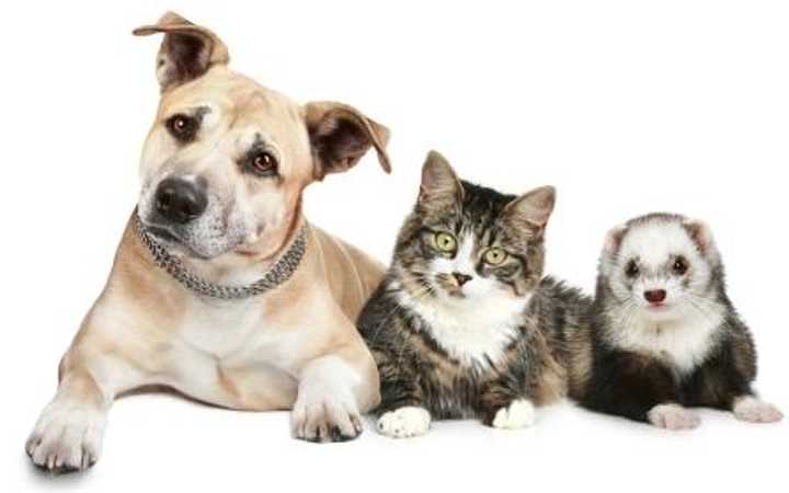 Dogs, cats and ferrets can be vaccinated for rabies at a free clinic in Putnam.