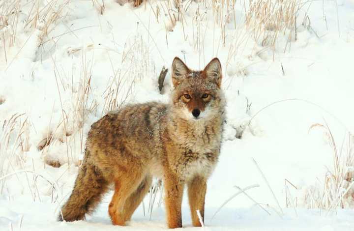 Coyotes have been spotted near Nature Study Woods.