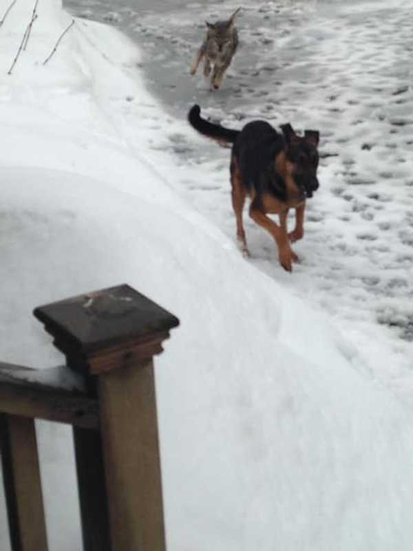 Wild Coyote Attacks Three Large Dogs In North Stamford, Police Warn