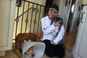 Hero Dog Fights Off Coyote Attack On Shih Tzu In North Stamford