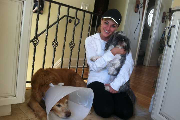 Hero Dog Fights Off Coyote Attack On Shih Tzu In North Stamford