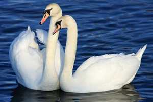 New York Reverses Course  After Public Outcry, Won't Exterminate Mute Swans