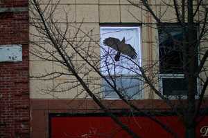 Creative Installations Pop Up In Downtown Danbury Windows
