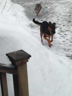 Coyote Attacks, Obama Stinks Skunks Top Last Week's News In Fairfield