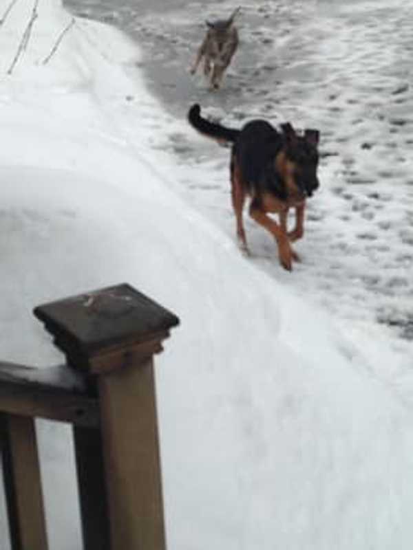 Coyote Attacks, Obama Stinks Skunks Top Last Week's News In Fairfield