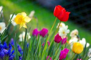 Happy First Day Of Spring, White Plains