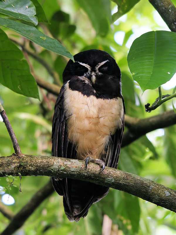 Ridgefield Rec Center Showcases Wildlife On Saturday