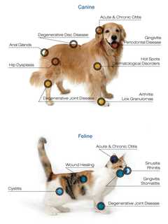 South Salem Animal Hospital's Veterinarian Invests In Laser Technologies