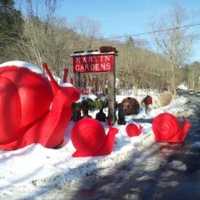 <p>The giant red snails will head home as Marvin Gardens closes for good. </p>