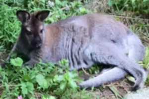 Missing Wallaby Sighting In Putnam Tops Week's News
