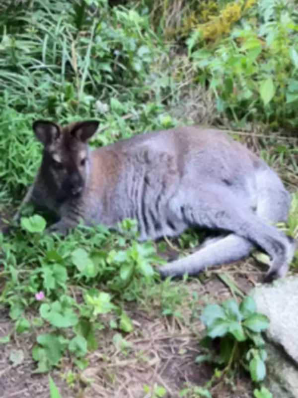 Look Who's Back: Missing North Salem Wallaby Spotted Again