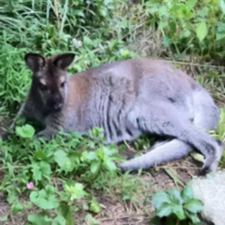 Indy, a wallaby that has been missing from North Salem for almost three years.