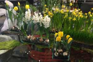 Nielsen's In Darien Readies For Spring Flowers