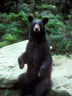 Yorktown Remains On High Alert After Signs Of Bear In Area
