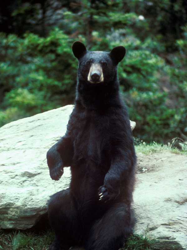 Yorktown Remains On High Alert After Signs Of Bear In Area