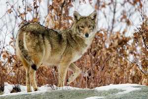 Weston Library Hosts Wildlife Biologist's Talk On Coyotes